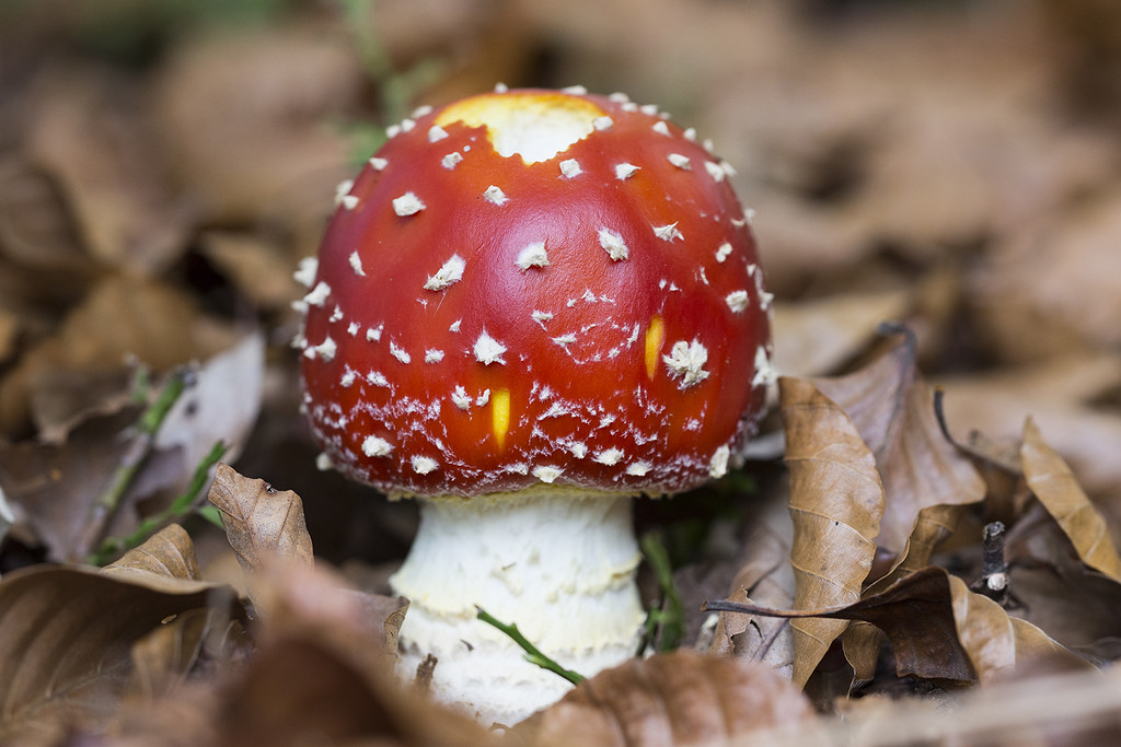 Hongos muscarínicos